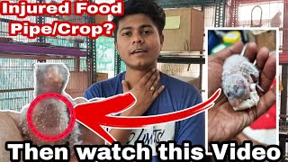 HOW TO TAKE CARE OF A HAND FEEDING BABY WHO GOT HIT BY HAND FEEDING CROP NEEDLE? || ALL ABOUT PETS