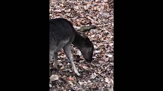 @biberontour1841,Wildgehege 🦌Video 3, Mufflons,Rehe, Hirsch 🦌 und kleines „Bambi“erwischt