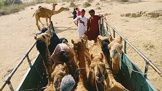 The camel is being loaded into the truck and sealed