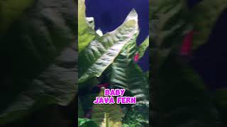 Baby java fern. Java fern propagation