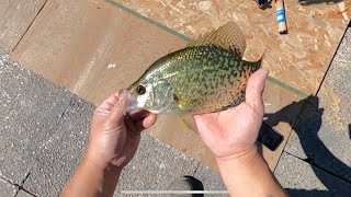 🔥Slab Slayers: Catch and Cook Slabs aka Crappies