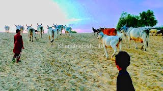 Largest Kankrej Cows Groups & Goats Back to  owners home || Herd of Kankrej