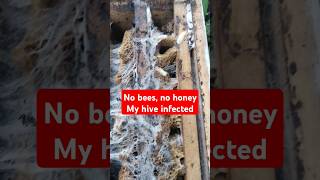 My bee hive was damaged due to infection of fungi #shorts #apismellifera