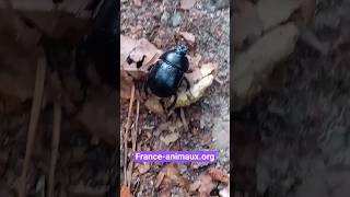 Anoplotrupes stercorosus - (Scriba, 1791) - (Geotrupidae) - Géotrupe des bois - France animaux org