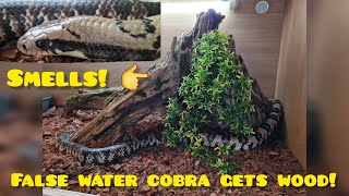 false water cobra gets a beautiful bit of wood and update!