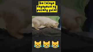 wag talaga gulatin Ang pusa kung ayaw mu matulad Dito 😅 #shortvideo #viral #goodvibes