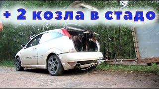 3 козла в стаде !