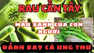 Rau Cần Tây: Bí Quyết Chống UNG THƯ, ĐỘT QUỴ, MỠ MÁU , GIẢM CÂN HỒI SINH GAN THẬN