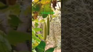 Village Life No tention #shorts#ytshorts#nature #village#villagelife#vegetable#vid