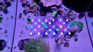 60G Reef: 5 Month Update/Clam failure/100 SUBS!!!