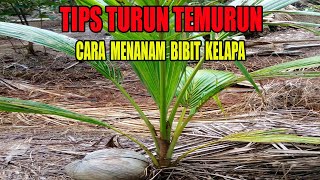 TIPS TURUN TEMURUN #CARA MENANAM KELAPA #BIAR CEPAT TUMBUH