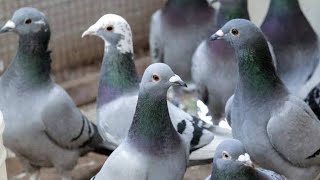 Romanian Racing Pigeons | Kalapati | Racer Pigeon