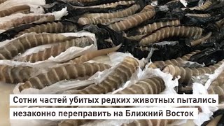 Сотни частей убитых редких животных пытались незаконно переправить на Ближний Восток.