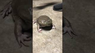 Screaming Budgett's Frog🐸#funny #viralvideo #shorts #subscribe