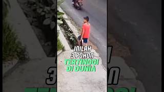 3 Pohon Tertinggi Di Dunia, Ada di Indonesia ?