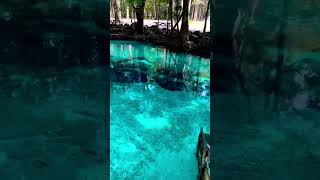 Ginnie Springs in Florida has magical powers to soothe your soul ❤️ #shorts