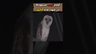 أصوات الطيور الأكثر رعبا