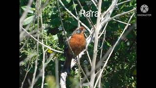 Aves De Chile y Sus Cantos 8