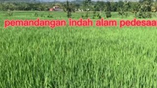 dailyvlog ||keindahan saat musim tanam padi sangat memanjakan mata||