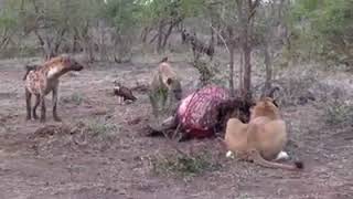 If a male lion or 2 were around, them hyenas would scatter faster than a fart in the wind