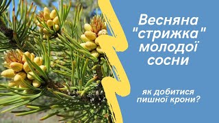 Сосну щипаю й обрізаю