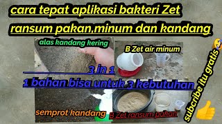 Cara aplikasi bakteri Zet yang tepat dg hasil maksimal 3 in 1