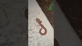 #creepycrawly #reptile #wildlife DeKay’s Brownsnake (Storeria dekayi) getting pushed away from pool