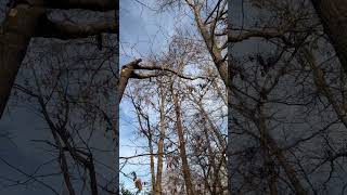 Broken red oak top#treelife #treeing #treeworker #storm#part1