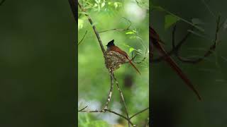 Indian Paradise Flycatcher#ytshorts #shorts