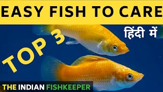 Top 3 Beginner Fishes |  इस फिश को रखे अपना पहला फिश