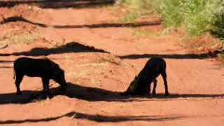 Warthogs Playing in the Road (20190219)