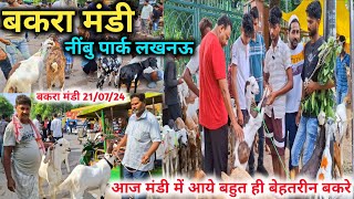 लखनऊ नींबु पार्क बकरा मंडी में बेहतरीन तोतापरी बकरे |Bakra Mandi Lucknow |21/07/24 |Mandi Rate