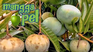 mangga apel ku berbuah lebat