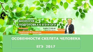 Особенности скелета человека. Подготовка к ЕГЭ и ОГЭ по биологии