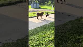 Leo and Tiger #pets #dogs #chowchow #animals