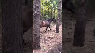 Pferd im Wald tritt gegen Baum Pupst Hunde rennen ihm nach 😂