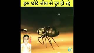 दुनिया के  सबसे खतरनाक और छोटे जीव || Most Dangerous and small Animal in the World😮#viral #shorts