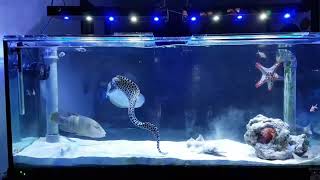 Saltwater Aquarium Predator Tank Feeding - Many Species