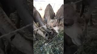 Camels #camel #youtubeshorts #youtubevideos #animals #camelstory #ytshorts #shorts