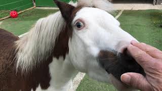 BLUE EYED PAINT HORSE