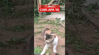 TENGAK-TENGOK CARI APA #shorts #kucing #kucinglucu #kucingimut #kucingkampung #cats #istanalokajaya