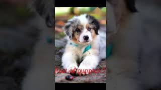 Puppies 🐶 are born with deaf 🧏‍♀️ #puppy #dog facts#pet  #youtubeshorts #trending #trendingshorts