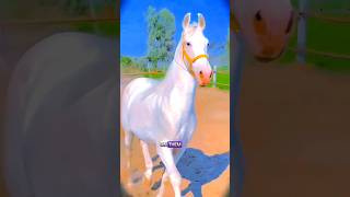 Nature marvels the beautifull horse in the world #viral #animals