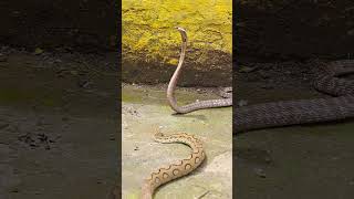 viper और cobra में कौन जीतेगा ? #shorts #snake