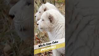 Lion Cute CUBS | Wild Animals #shorts #short #viral