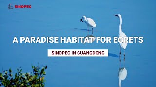 Let's explore in the Vlog the charm of Sinopec ZhongKe!