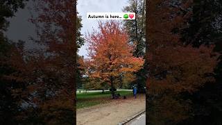 The Autumn - Brussels, Belgium 🇧🇪❤️🇱🇰 #brussels #belgium #autumn