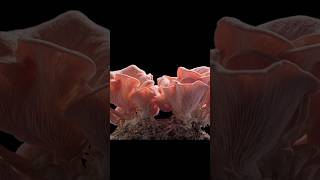 Time Lapse - Mushroom Growing #satisfying #timelapse #growing #shorts #ytshorts