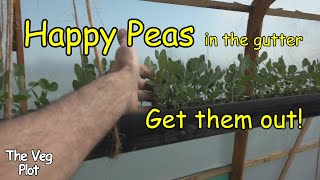 We had happy peas in gutters but they had to go!