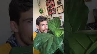 Plantlets: Fiddle Leaf Fig